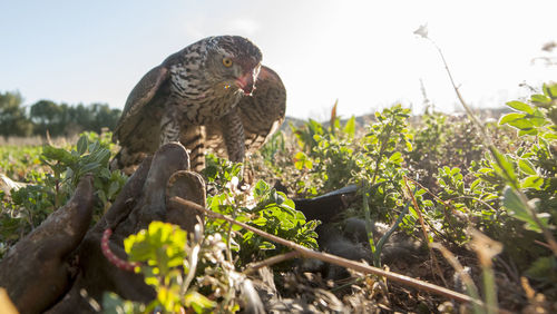 Bird perching on tree trunk