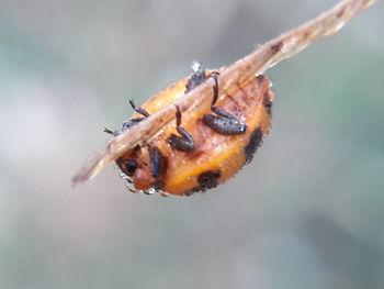 Close-up of insect on twig
