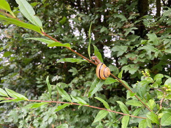 Close-up of insect on plant