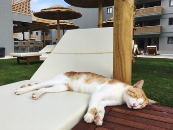 Cat sleeping in a building