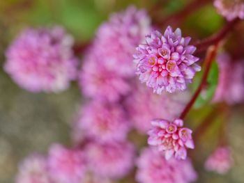 Close-up of pink flowering plant