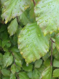 Close-up of wet plant leaves during rainy season