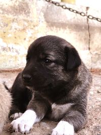 Close-up of a dog