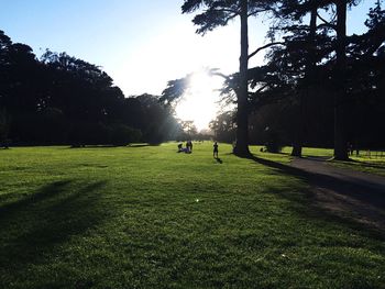 Sun shining through trees on grassy field