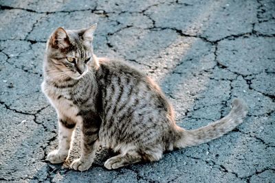 Cat sitting on footpath