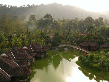 Reflection of trees in water