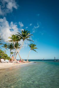 Palm trees on beach against blue sky