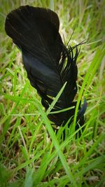 Close-up of black insect on grass