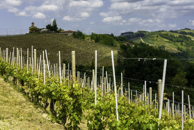 Scenic view of vineyard against sky
