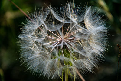 Close-up of dandelion on plant