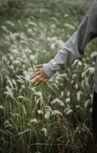 Cropped image of woman touching cereal plants