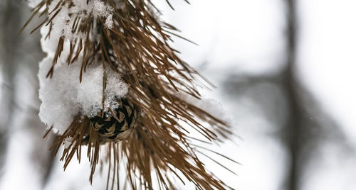 Close-up of pine tree in snow