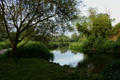 Scenic view of lake amidst trees in forest against sky