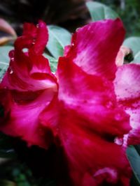 Close-up of pink rose