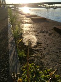 Close-up of water at beach during sunset