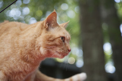 Yellow tabby cat outdoors