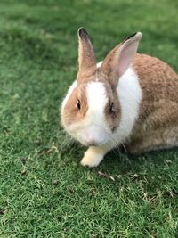 Close-up of a rabbit on field