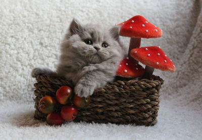 Close-up of cute kitten with fruits