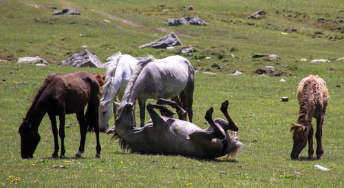 Sheep grazing in a field