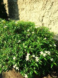 High angle view of plants against wall