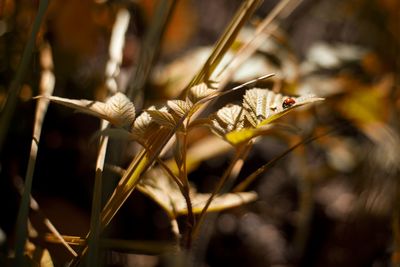 Close-up of flowering plant