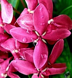 Close-up of raindrops on pink flowering plant