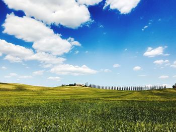 Scenic view of agricultural field against sky