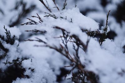 Close-up of frozen plant