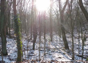 Low angle view of trees in forest against sky