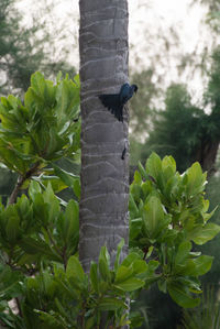 Close-up of a bird