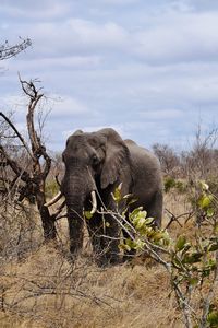 View of elephant on field against sky