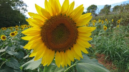 Close-up of sunflower blooming in field