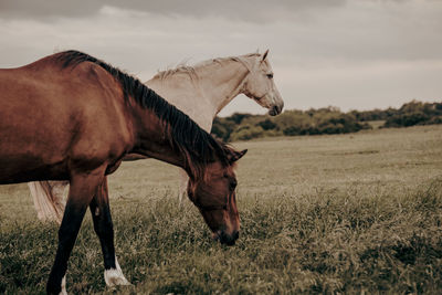 Horse standing on field eating 