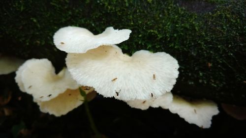 Close-up of white mushrooms