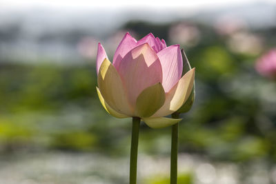 Close-up of pink lotus flowers blooming outdoors