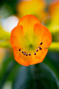 Close up of orange flower