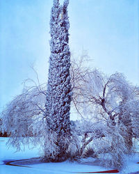 Snow covered bare trees against sky