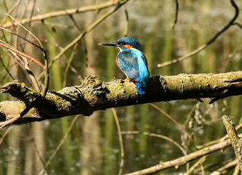 Close-up of bird perching on branch