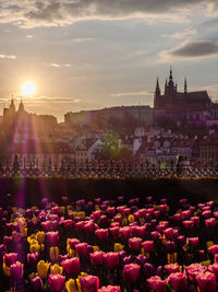 View of buildings in city at sunset