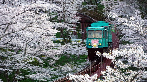 View of cable car rail surrounded by cherry blossom sakura