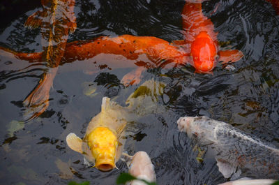 High angle view of koi carps swimming in pond