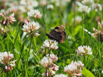 Close-up of butterfly pollinating on flower