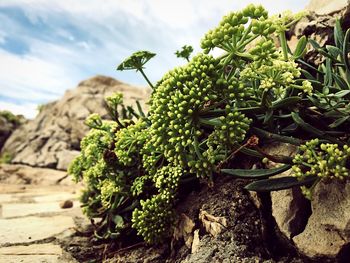 Close-up of plant against sky