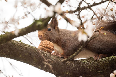 Close-up of squirrel on tree