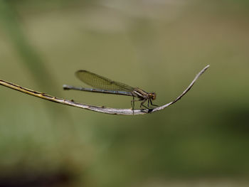 Close-up of dragonfly on plant