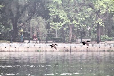Birds flying over lake
