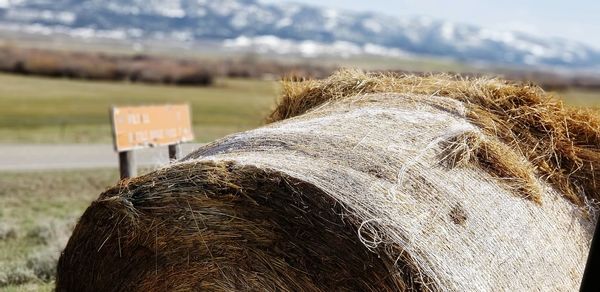 Close-up of a horse on field