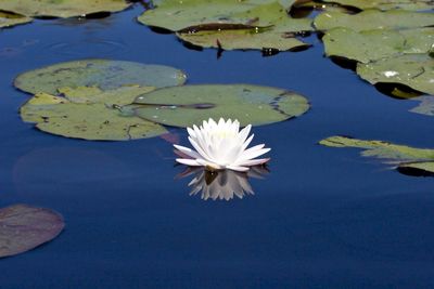 Lotus water lily in pond