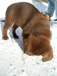 Dog standing on ground