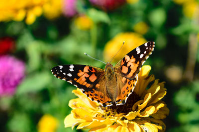 Close-up of butterfly pollinating on yellow flower